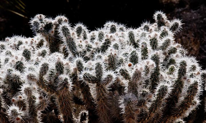 Cholla 1087.jpg - Copyright 2010 DonJacobson
